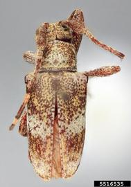  Lydipta senicula , holotype specimen; © E.H. Nearns